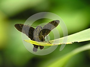 Brown moth resting on leaf