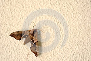 Brown moth on the wall