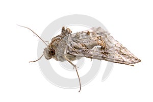 Brown moth on a white background