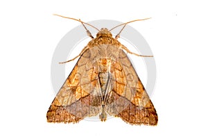 Brown moth on a white background
