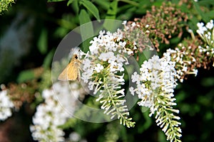 Brown Moth on a white flower stem