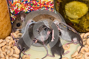 A brown mother house mouse, Mus musculus,nursing her young in a kitchen pantry.