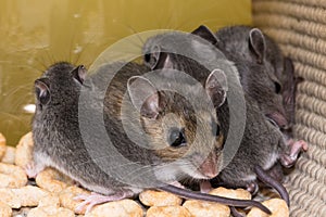 A brown mother house mouse surrounded by her young.