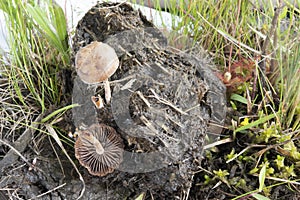 Brown Mottled Mushroom in Horse Dung photo
