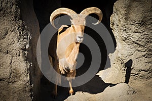 Brown mouflon in cave