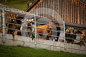Brown mountain cows in the Bernese Alps in summer