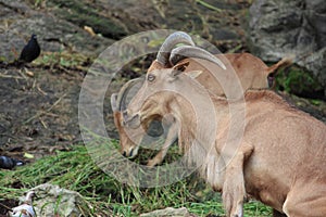 Brown mountain goat eating grass