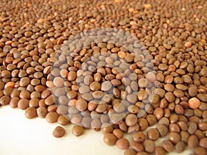 Mountain lentils distributed flatly on a wooden board