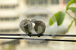 Brown Mourning Doves, lover birds cleaning feather on the electric wire