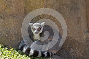 Brown Mouse Lemur (Microcebus rufus)