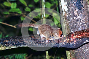 Brown Mouse Lemur (Microcebus rufus) in a rain forest