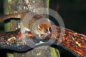 Brown Mouse Lemur (Microcebus rufus) in a rain forest