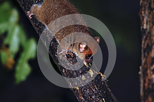 Brown Mouse Lemur (Microcebus rufus) in a rain forest