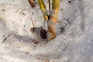 Brown mouse peeking out of a hole