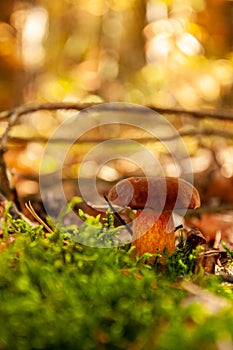 Brown muchroom in the forest