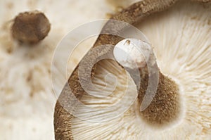 Brown Mushroom