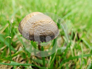 A brown mushroom