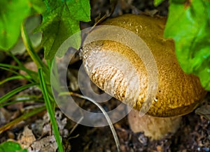 Brown mushroom