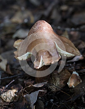 Brown Mushroom in Alaska