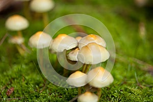 Brown mushroom autumn outdoor macro closeup