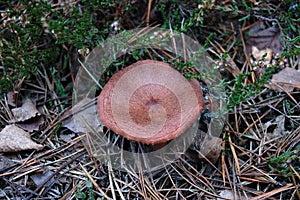 Brown mushroom cap