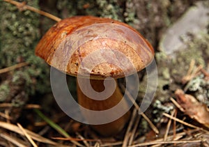 A brown mushroom in a forest