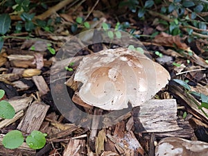 Brown mushroom in the garden.