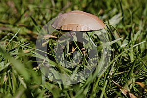 Brown mushroom in grass
