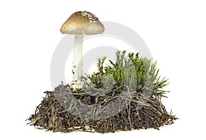 Brown mushroom with green moss isolated on white background