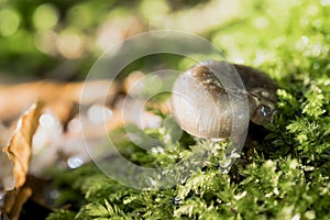 Brown mushroom that grow in the forest on a moss-covered trunk in autumn