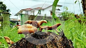 brown mushroom growing on a dead tree trunk