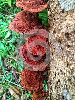 Brown mushroom growing in thw tree