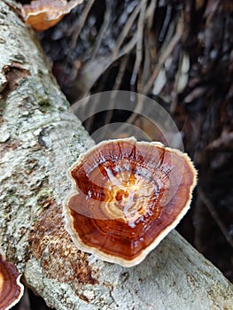 Brown mushroom growth in dead tree