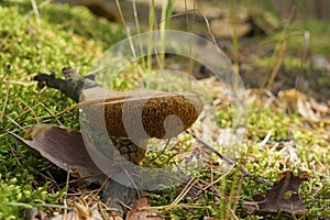 The brown mushroom has grown in a dense moss.