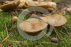 The brown mushroom has grown in a dense moss.