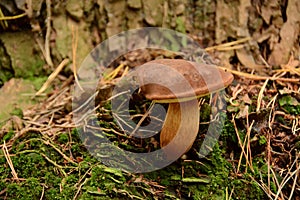 Brown mushroom, Imleria badia, in moss near a tree