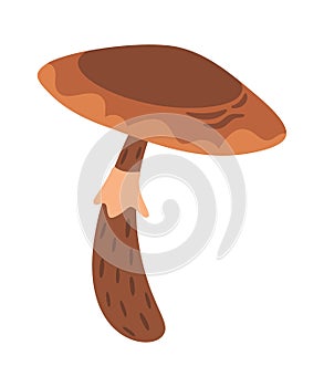 Brown mushroom with lamellar cap