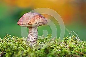 Brown mushroom - Leccinum scabrum