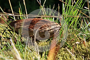 Brown mushroom - Leccinum scabrum