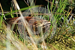 Brown mushroom - Leccinum scabrum