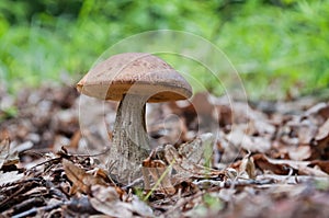 Brown mushroom - Leccinum scabrum