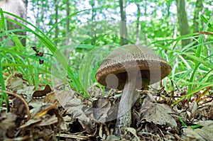 Brown mushroom - Leccinum scabrum