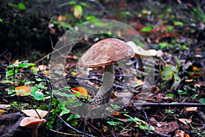 Brown mushroom - Leccinum scabrum from european forest