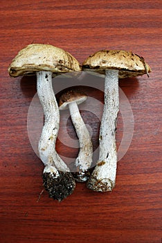 Brown mushroom - Leccinum scabrum from european forest