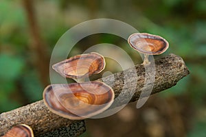 Brown mushroom Microporus xanthopus  Fr. Kuntze on tree branch