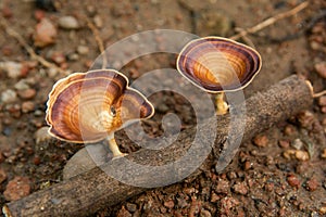 Brown mushroom Microporus xanthopus  Fr. Kuntze on tree branch