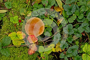 Brown mushroom, moss and wild strawberry plant on the forest floor