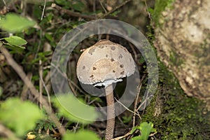 A brown mushroom near the mosses of trees  with small brown spots