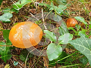 The brown mushroom suillus clintonianus