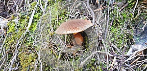 The brown mushroom suillus lakei